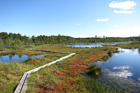 Knuthöjdsmossen